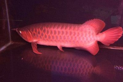 白玉紅龍魚什么價位：白玉紅龍魚什么價位詳情