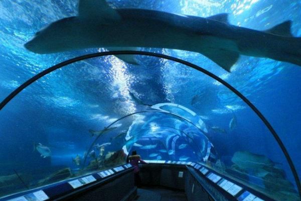 水族館怎么走（上海水族館怎么走詳情） 水族館怎么走（上海水族館怎么走詳情） 水族館百科（水族館加盟） 第6張