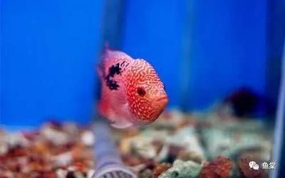 魟魚喂養技巧和方法圖解視頻：小魚喂養技巧 魟魚喂養技巧和方法圖解視頻：小魚喂養技巧 魟魚百科 第4張