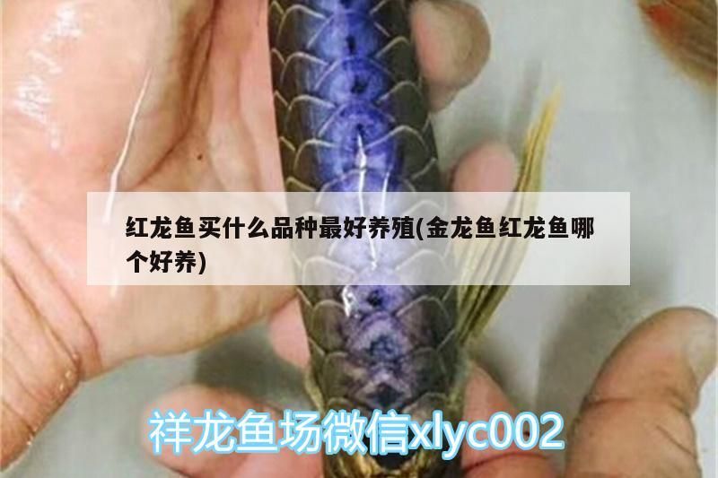 紅龍魚(yú)買(mǎi)什么品種最好養(yǎng)殖(金龍魚(yú)紅龍魚(yú)哪個(gè)好養(yǎng)) 黃金貓魚(yú)百科 第3張 紅龍魚(yú)買(mǎi)什么品種最好養(yǎng)殖(金龍魚(yú)紅龍魚(yú)哪個(gè)好養(yǎng)) 紅龍魚(yú)買(mǎi)什么品種最好養(yǎng)殖(金龍魚(yú)紅龍魚(yú)哪個(gè)好養(yǎng)) 黃金貓魚(yú)百科 第3張