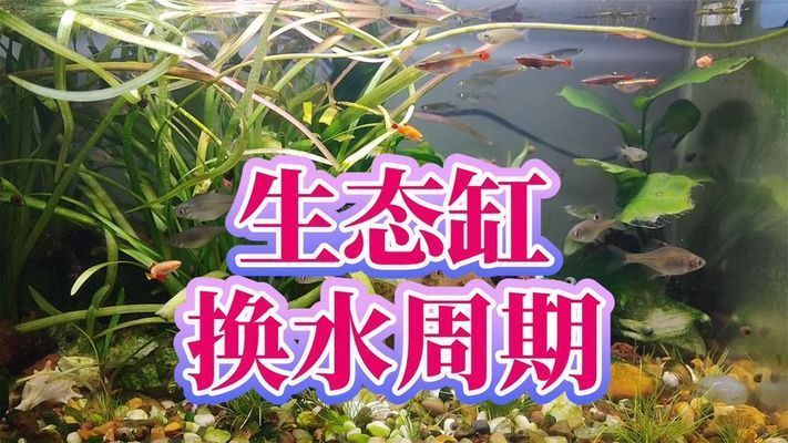 沒有過濾的魚缸多久換水一次，夏季魚缸換水注意事項