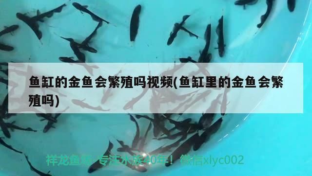 金老虎魚活餌選擇技巧，老虎魚活餌最佳種類，紅老虎魚活餌保存方法，活蝦釣魚技巧分享