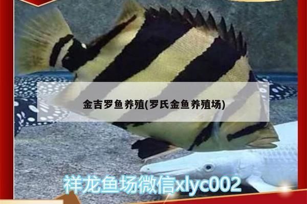 金老虎魚活餌選擇技巧，老虎魚活餌最佳種類，紅老虎魚活餌保存方法，活蝦釣魚技巧分享