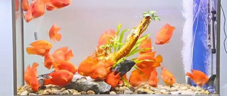 魚缸水發白發腥，如何正確使用水質處理劑？ 魚缸水發白發腥，如何正確使用水質處理劑？ 魚缸百科 第3張