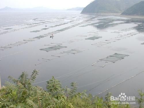 魚缸水發白發腥，如何正確使用水質處理劑？ 魚缸水發白發腥，如何正確使用水質處理劑？ 魚缸百科 第6張