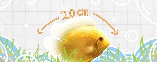 噴點(diǎn)菠蘿魚適宜水溫范圍，噴點(diǎn)菠蘿魚適宜的水溫范圍