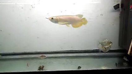 噴點(diǎn)菠蘿魚適宜水溫范圍，噴點(diǎn)菠蘿魚適宜的水溫范圍