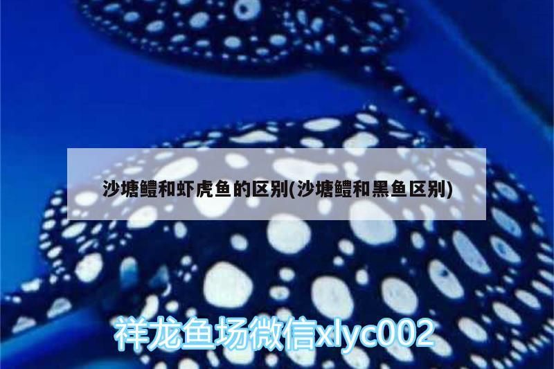 沙塘鱧和蝦虎魚的區別(沙塘鱧和黑魚區別)