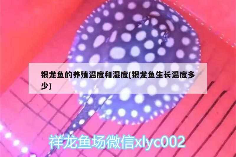 銀龍魚的養(yǎng)殖溫度和濕度(銀龍魚生長溫度多少) 銀龍魚的養(yǎng)殖溫度和濕度(銀龍魚生長溫度多少) 銀龍魚百科 第3張