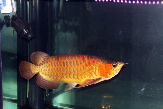 黃吉金龍魚繁殖期行為變化：金龍魚繁殖期的行為變化