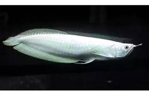 最好的龍魚缸是哪種魚圖片：龍魚缸中的貴族之選，探尋最佳觀賞魚