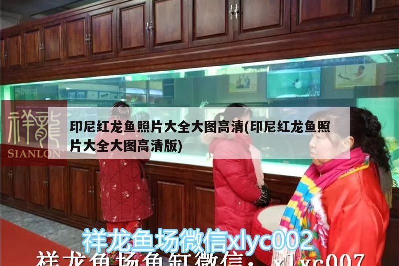印尼紅龍魚照片大全大圖高清(印尼紅龍魚照片大全大圖高清版)