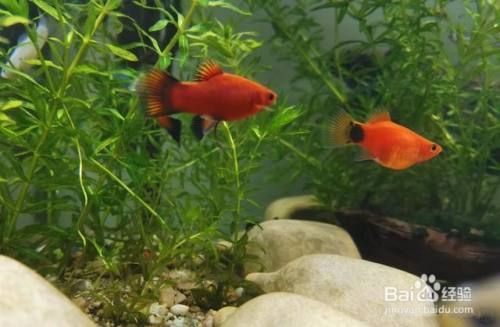 大湖紅龍魚特點介紹