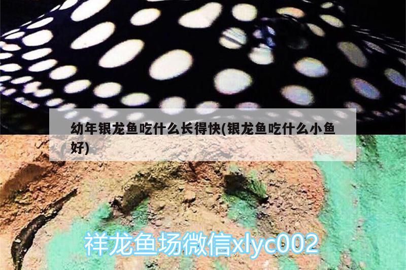 幼年銀龍魚(yú)吃什么長(zhǎng)得快(銀龍魚(yú)吃什么小魚(yú)好)
