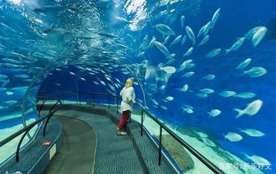 中國最好水族館的排行（大連老虎灘極地海洋館是中國首都的標志性海洋公園之一）