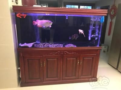 養(yǎng)皇冠魟魚需要多大魚缸：養(yǎng)皇冠魟魚需要一個足夠大的魚缸