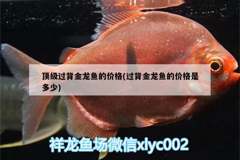 頂級過背金龍魚的價格(過背金龍魚的價格是多少)