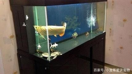 龍魚的魚缸要求