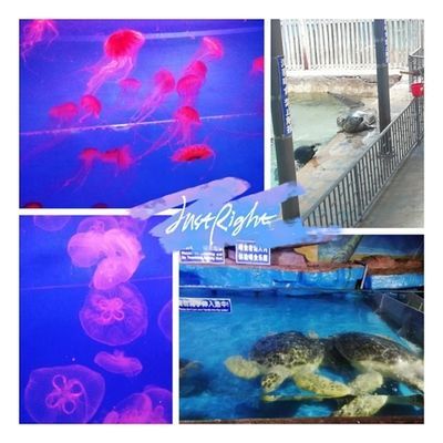 水族館里有什么可愛的魚（水族館中一些可愛的魚類） 水族館里有什么可愛的魚（水族館中一些可愛的魚類） 水族館百科（水族館加盟） 第6張