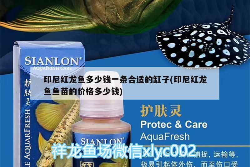 印尼紅龍魚(yú)多少錢(qián)一條合適的缸子(印尼紅龍魚(yú)魚(yú)苗的價(jià)格多少錢(qián))