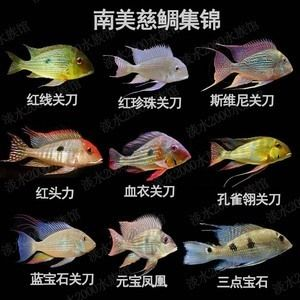 元寶鳳凰魚繁殖期飼料品牌推薦：元寶鳳凰魚繁殖期飼料選擇