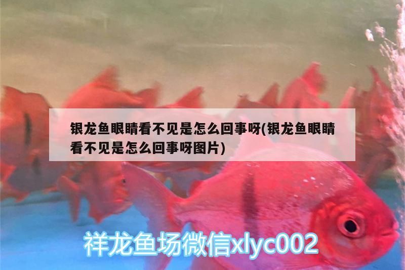 銀龍魚眼睛看不見是怎么回事呀(銀龍魚眼睛看不見是怎么回事呀圖片)
