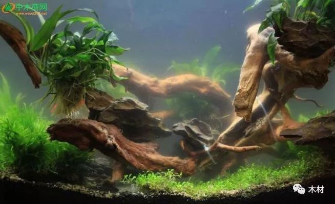 龍魚(yú)缸里放沉木好不好，龍魚(yú)缸放沉木合適嗎