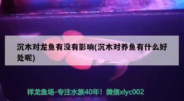 龍魚(yú)缸里放沉木好不好，龍魚(yú)缸放沉木合適嗎