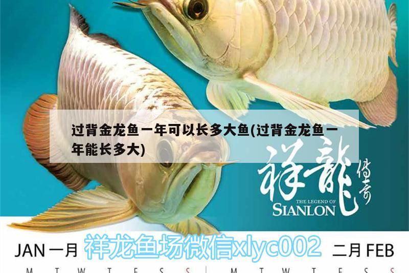 過背金龍魚一年可以長多大魚(過背金龍魚一年能長多大)