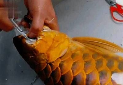 金龍魚常見疾病及防治：金龍魚常見疾病及防治摘要：金龍魚常見疾病及防治摘要