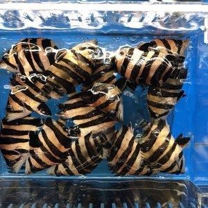 印尼三紋虎養殖技術新進展，關于印尼三紋虎養殖技術的一些新進展
