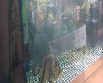 印尼三紋虎養殖技術新進展，關于印尼三紋虎養殖技術的一些新進展
