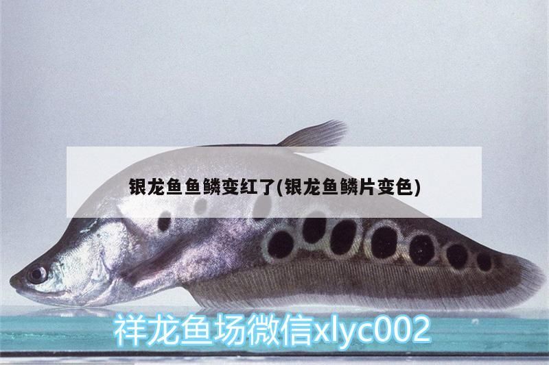 銀龍魚(yú)魚(yú)鱗變紅了(銀龍魚(yú)鱗片變色)