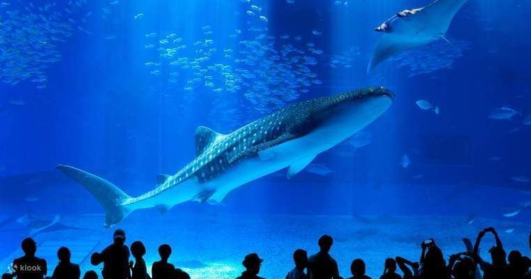 美麗海水族館官網(wǎng)訂票官方網(wǎng)站（沖繩美麗海水族館交通指南美麗海水族館交通指南） 美麗海水族館官網(wǎng)訂票官方網(wǎng)站（沖繩美麗海水族館交通指南美麗海水族館交通指南） 水族館百科（水族館加盟） 第4張