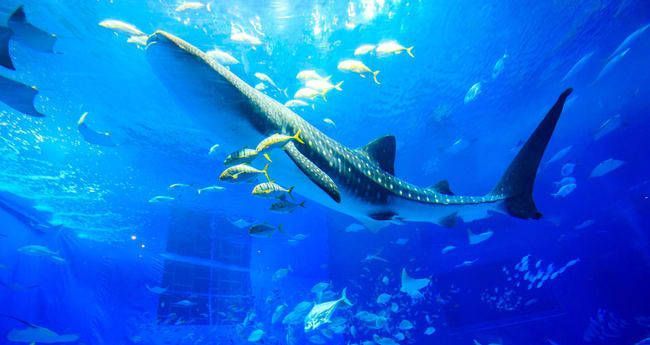 美麗海水族館官網(wǎng)訂票官方網(wǎng)站（沖繩美麗海水族館交通指南美麗海水族館交通指南） 美麗海水族館官網(wǎng)訂票官方網(wǎng)站（沖繩美麗海水族館交通指南美麗海水族館交通指南） 水族館百科（水族館加盟） 第5張