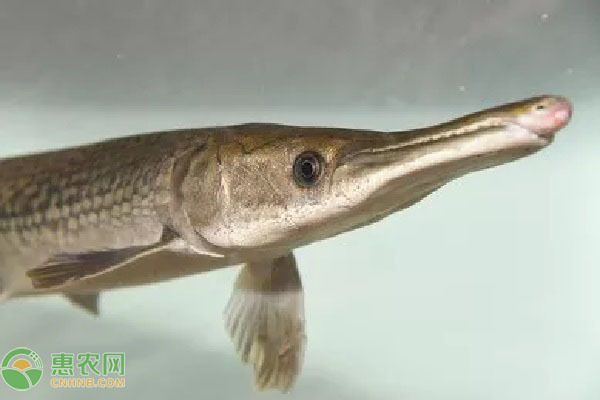 元寶鳳凰魚(yú)適宜混養(yǎng)的品種，元寶鳳凰魚(yú)可以與多種性格溫和的觀賞魚(yú)混養(yǎng)飼料選擇
