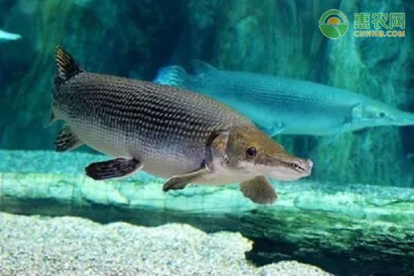 元寶鳳凰魚(yú)適宜混養(yǎng)的品種，元寶鳳凰魚(yú)可以與多種性格溫和的觀賞魚(yú)混養(yǎng)飼料選擇