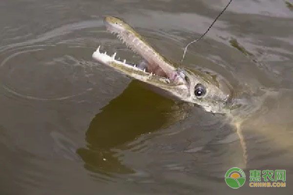 元寶鳳凰魚(yú)適宜混養(yǎng)的品種，元寶鳳凰魚(yú)可以與多種性格溫和的觀賞魚(yú)混養(yǎng)飼料選擇