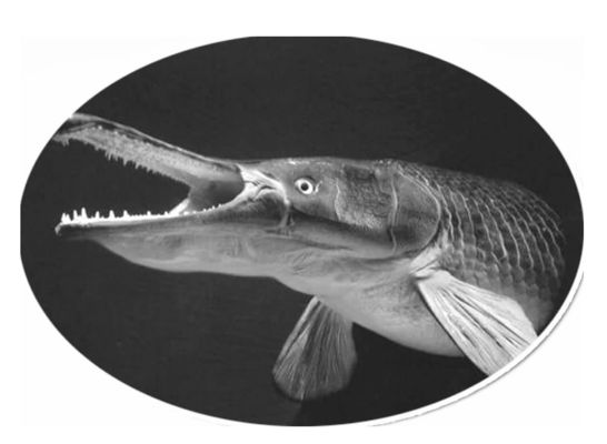 元寶鳳凰魚(yú)適宜混養(yǎng)的品種，元寶鳳凰魚(yú)可以與多種性格溫和的觀賞魚(yú)混養(yǎng)飼料選擇