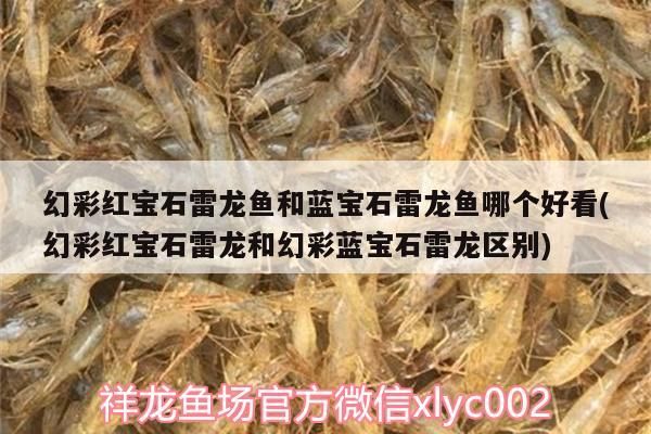 幻彩紅寶石雷龍魚和藍(lán)寶石雷龍魚哪個(gè)好看(幻彩紅寶石雷龍和幻彩藍(lán)寶石雷龍區(qū)別) 幻彩紅寶石雷龍魚和藍(lán)寶石雷龍魚哪個(gè)好看(幻彩紅寶石雷龍和幻彩藍(lán)寶石雷龍區(qū)別) 元寶鳳凰魚百科 第3張