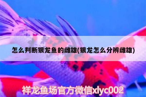 怎么判斷銀龍魚的雌雄(銀龍怎么分辨雌雄)