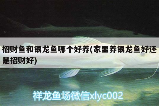 招財魚和銀龍魚哪個好養(家里養銀龍魚好還是招財好)
