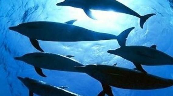 水族館簡介(水族館是一個展示,海洋生物多樣性的地方) 水族館百科(水族館加盟) 第3張 水族館簡介(水族館是一個展示,海洋生物多樣性的地方) 水族館簡介(水族館是一個展示,海洋生物多樣性的地方) 水族館百科(水族館加盟) 第3張