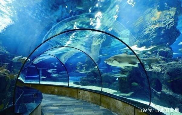 水族館簡介(水族館是一個展示,海洋生物多樣性的地方) 水族館百科(水族館加盟) 第4張 水族館簡介(水族館是一個展示,海洋生物多樣性的地方) 水族館簡介(水族館是一個展示,海洋生物多樣性的地方) 水族館百科(水族館加盟) 第4張