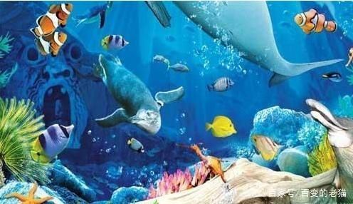 水族館簡介(水族館是一個展示,海洋生物多樣性的地方) 水族館百科(水族館加盟) 第5張 水族館簡介(水族館是一個展示,海洋生物多樣性的地方) 水族館簡介(水族館是一個展示,海洋生物多樣性的地方) 水族館百科(水族館加盟) 第5張