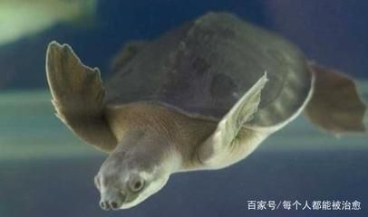 豬鼻龜多久喂食一次比較好：豬鼻龜喂多少合適