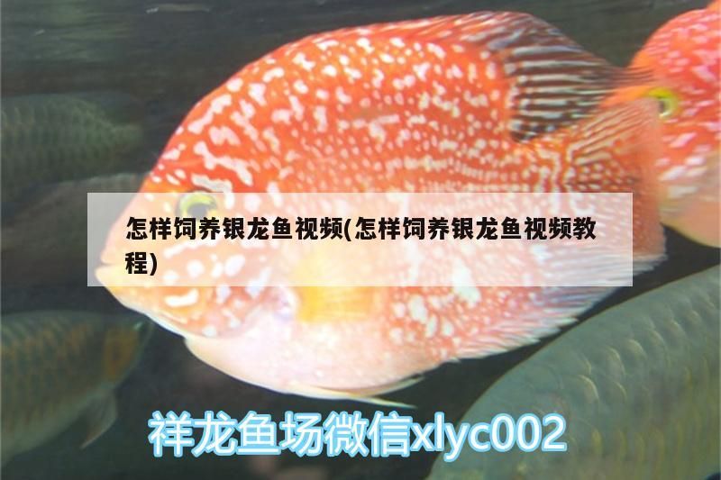 怎樣飼養銀龍魚視頻(怎樣飼養銀龍魚視頻教程)