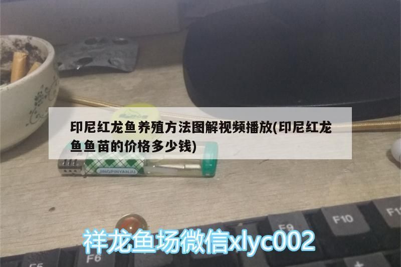 印尼紅龍魚養殖方法圖解視頻播放(印尼紅龍魚魚苗的價格多少錢)