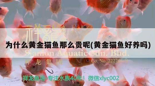 為什么黃金貓魚那么貴呢(黃金貓魚好養嗎)