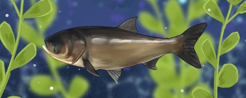 15米水深能釣鰱鳙魚嗎釣多深合適